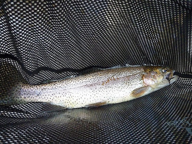 Cross Fork Trout6.JPG